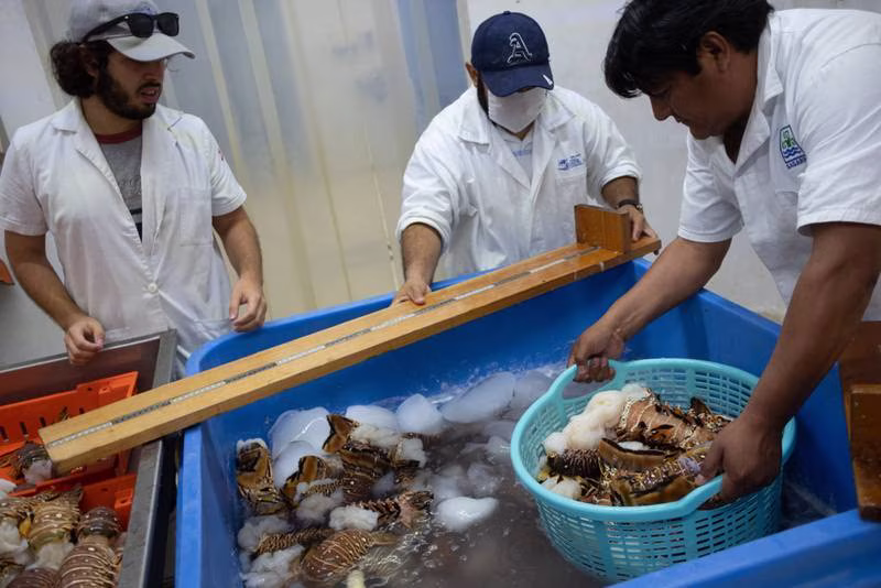 Agricultura y servicios ‘desinflan’ economía de México en julio: IGAE crece 0.2%
